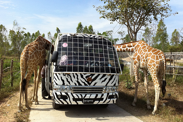 nay pyi taw safari park