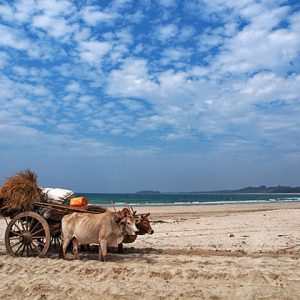 The local in Ngwe Saung Beach