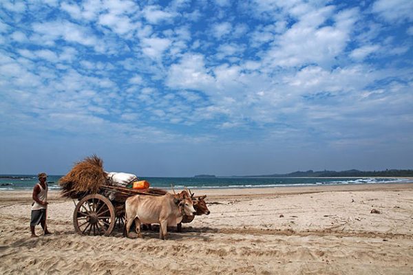 The local in Ngwe Saung Beach