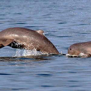 irrawaddy dolphins