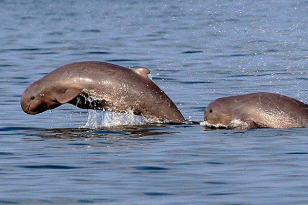 irrawaddy dolphins