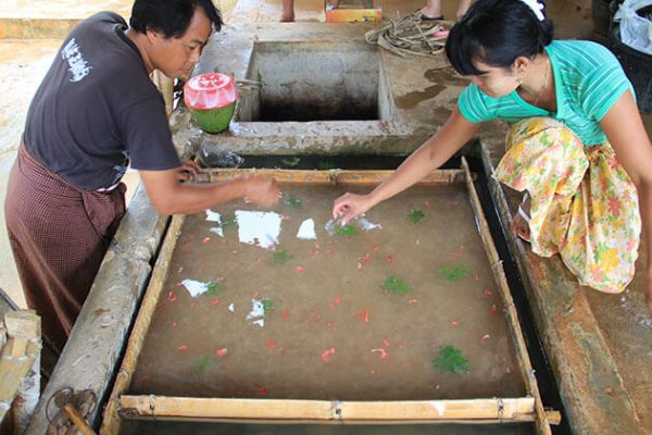 the traditional paper making in Pindaya
