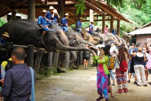 Elephant Camps in Myanmar