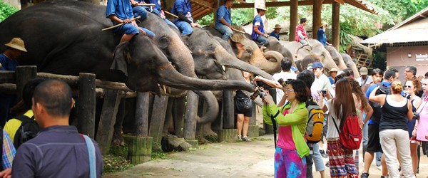 Elephant Camps in Myanmar