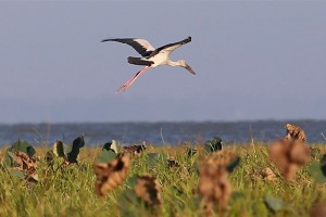 Moeyingyi Wetland Bird Sanctuary