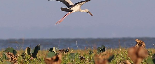 Moeyingyi Wetland Bird Sanctuary