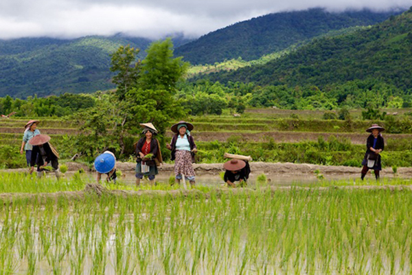 myanmar trekking to the villagers on the fields, Kyaing Tong