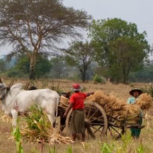 Local family working on farm in Gangaw, Myanmar