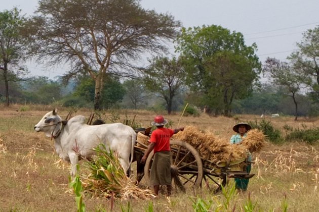 Local family working on farm in Gangaw, Myanmar