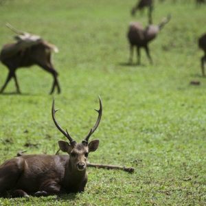 Groups of Deer reserved inside Hlawga Wildlife Park