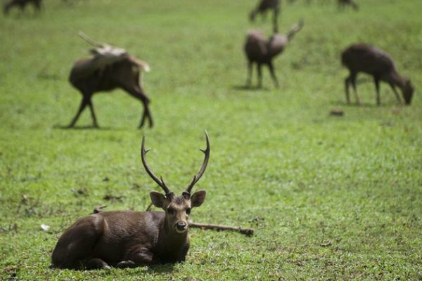 Groups of Deer reserved inside Hlawga Wildlife Park