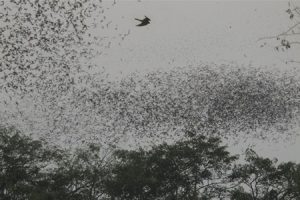 Hpa An Bat Cave