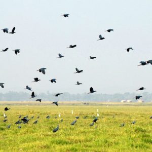 Many species of birds living together in Moeyungyi Wetland Wildlife Sanctuary