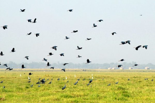 Many species of birds living together in Moeyungyi Wetland Wildlife Sanctuary