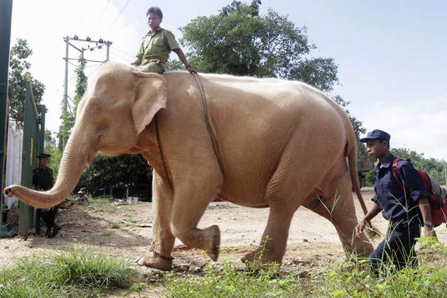 White elephant - Myanmar national animal