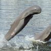 watch Ayeyarwaddy Dolphin in mandalay tour