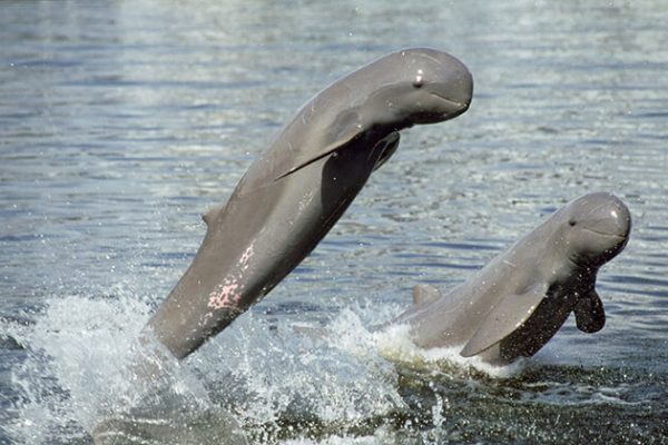 watch Ayeyarwaddy Dolphin in mandalay tour