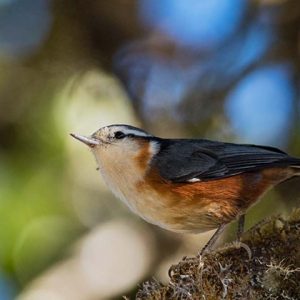 Myanmar-endemic-bird-White-browed-Nuthatch