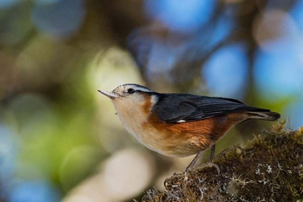 Myanmar-endemic-bird-White-browed-Nuthatch