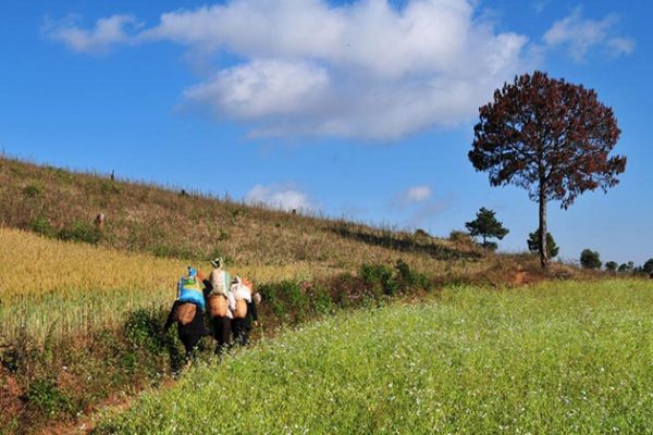 Pindaya Trekking