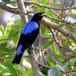 Asian-Fairy-Bluebird-in-Yangon-Myanmar