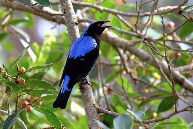 Asian-Fairy-Bluebird-in-Yangon-Myanmar