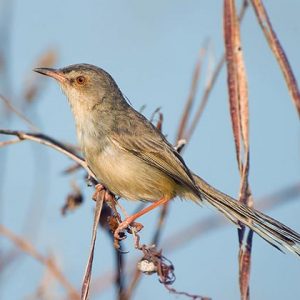 Brown Prinia in Myanmar