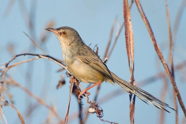 Brown Prinia in Myanmar