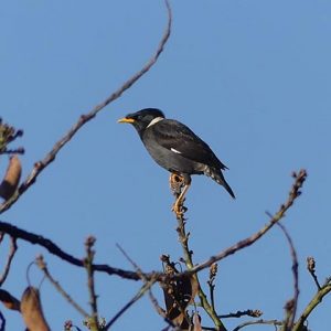 Collared Myna