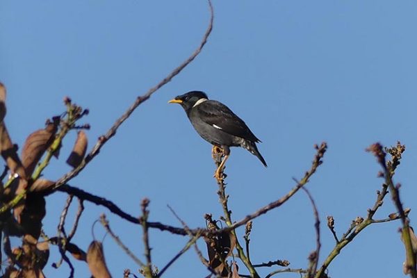 Collared Myna