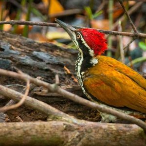 Greater Flameback in Myanmar