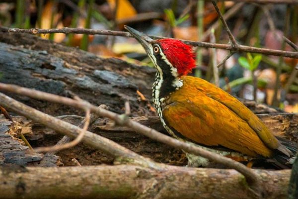 Greater Flameback in Myanmar