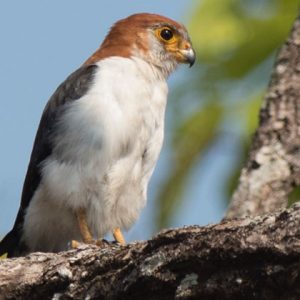 The white rumped Falcon