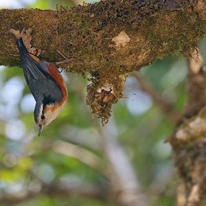 White brown Nuthatch in Mt Victoria National Park of Myanmar