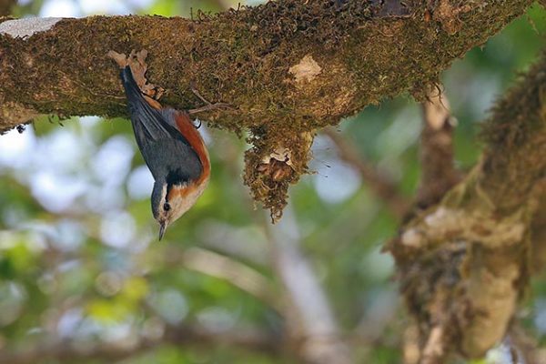 White brown Nuthatch in Mt Victoria National Park of Myanmar