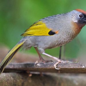 silver eared laughingthrush in Kalaw Myanmar