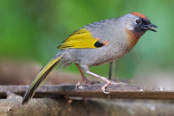 silver eared laughingthrush in Kalaw Myanmar