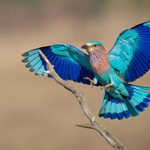 the dramatic Indian Roller in Bagan