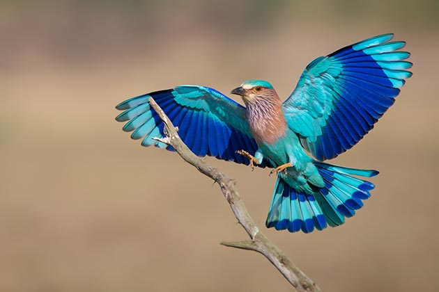 the dramatic Indian Roller in Bagan