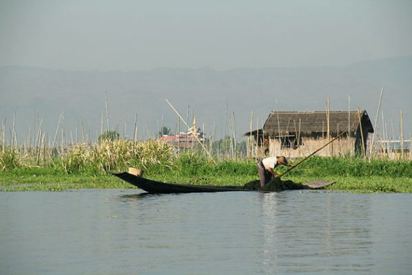 an Inle lake farmer working on his garden