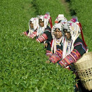 tribal women in Kyaing Tong is working on the hill