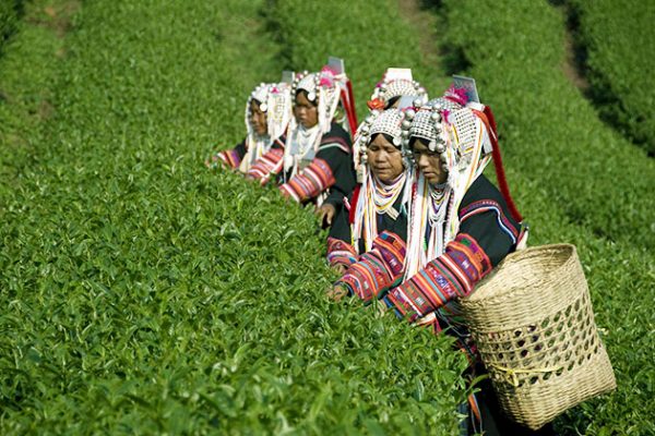 tribal women in Kyaing Tong is working on the hill