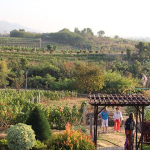 The beautiful vineyard in Red mountain