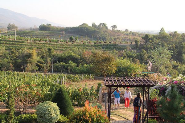 The beautiful vineyard in Red mountain