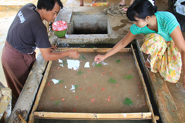 people making Shan paper in Pindaya