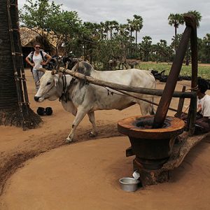 visit some families in the village in Bagan to have an interesting meet with the rural dwellers