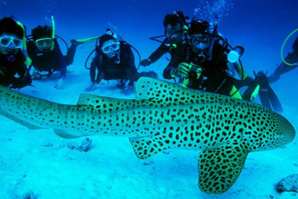 Shark cave diving