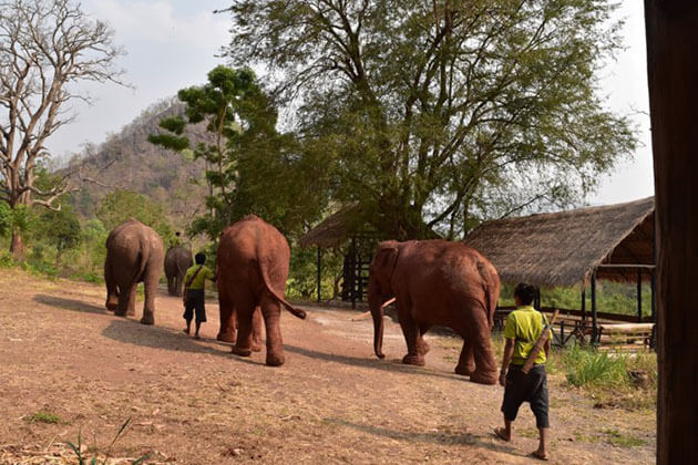 visit elephant logging camp