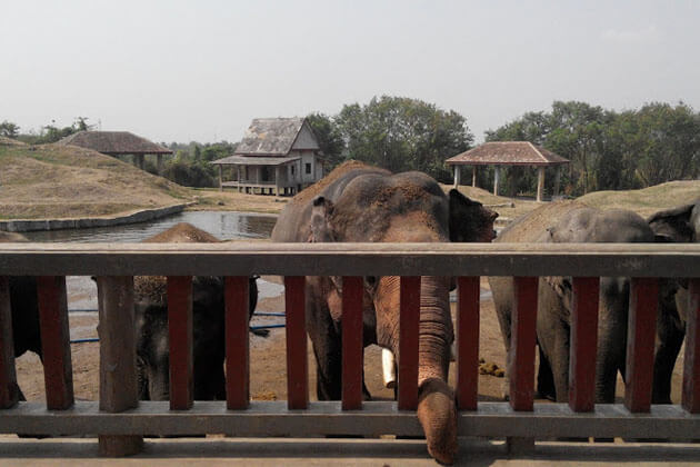 zoological garden - naypydaw day trips