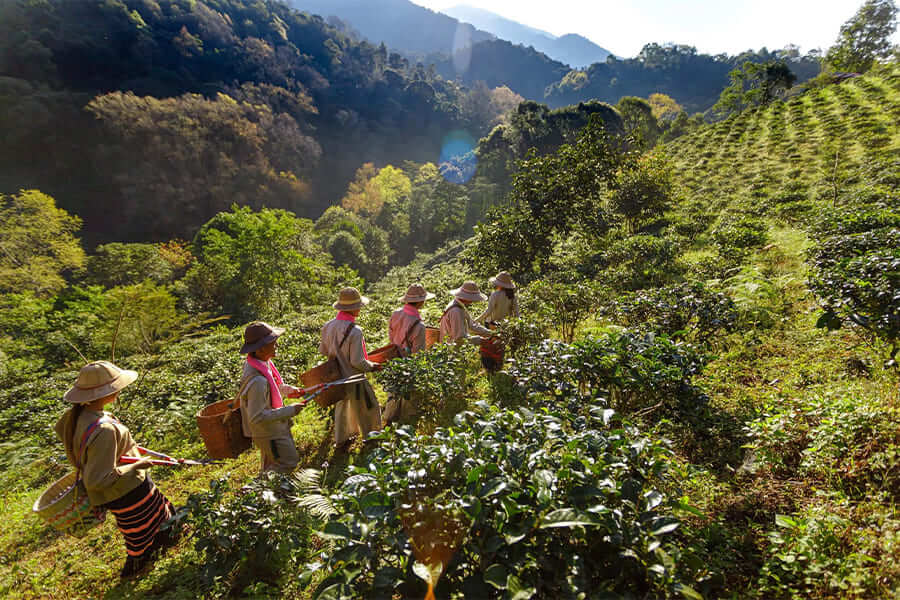 Danu Village tea plantation - myanmar thingyan festival
